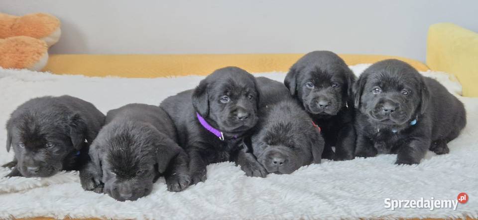 Labrador retriever czarny piesek Pasztowa Wola