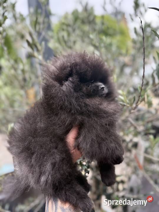 Szpic miniaturowy Pomeranian suczka Gorzów Wielkopolski