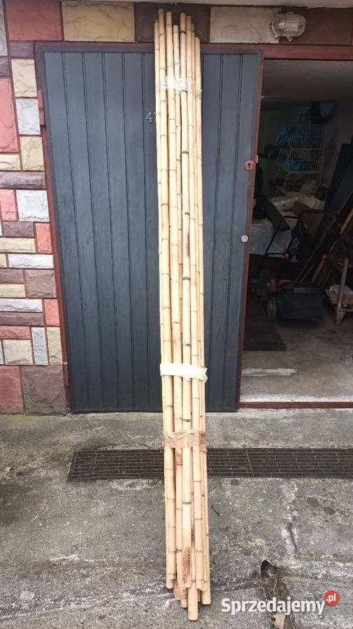 Tyczki bambusowe 250 Kraków