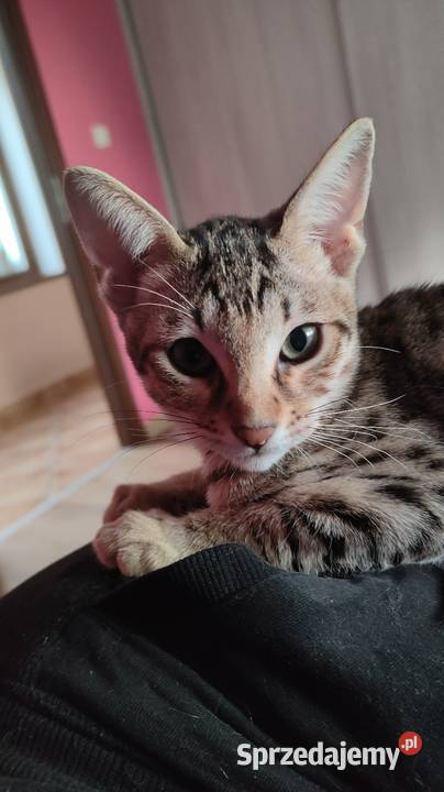 Savannah F5 kujawsko-pomorskie Jarantowice