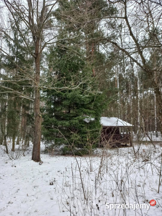 Działka leśna idealna na rekreację leśna Sprzedaż Dęba sprzedam