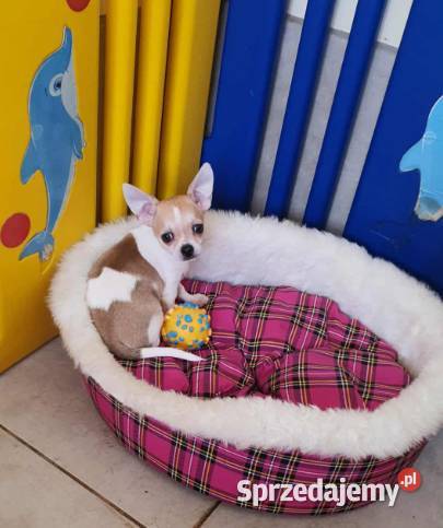 Chihuahua piesek z rodowodem Nelson biały w Częstochowa