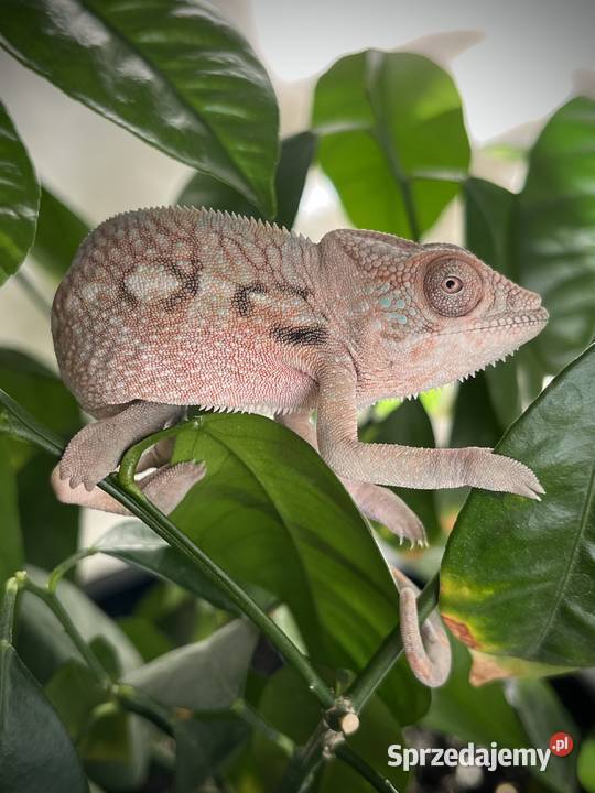 Kameleon lamparci 4 samiczki Tczew sprzedam