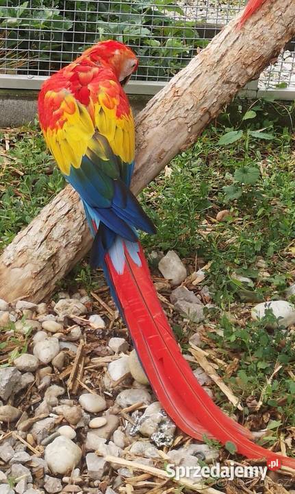 Ara macao samiec 2025