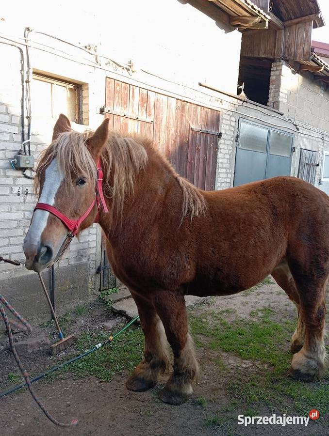 Konie klacze źrebaki podlaskie
