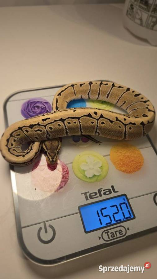 Pyton królewski Pinstripe Desert Ghost 100 het Szczecin