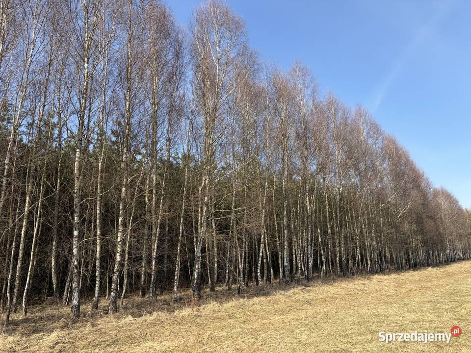 Sprzedam 20 letni las w Koczale o pow 296 ha Sprzedaż Koczała