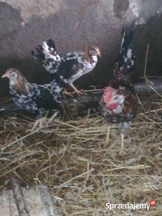 liliputki sprzedam 55 Pińczów