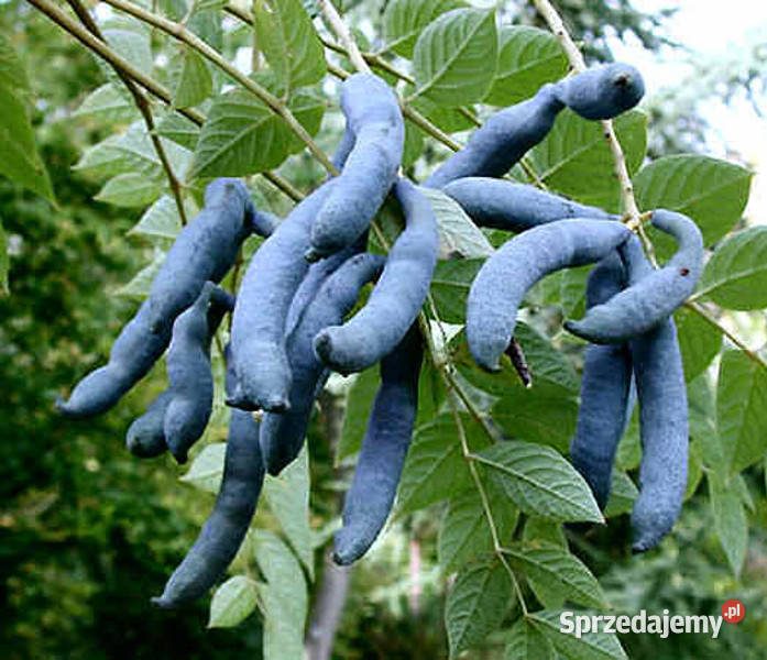 PAŁECZNIK CHIŃSKI Decaisnea fargesii NASIONA 150 kujawsko-pomorskie Lubanie