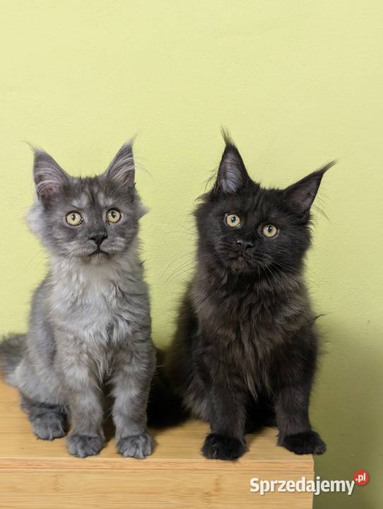 Evita czarna dymna kotka Maine Coon Tica Maine Coon Pszczyna