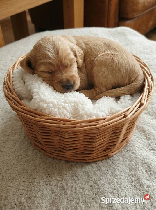 Cocker Spaniel Angielski szczeniak szczeniaki z Radom sprzedam