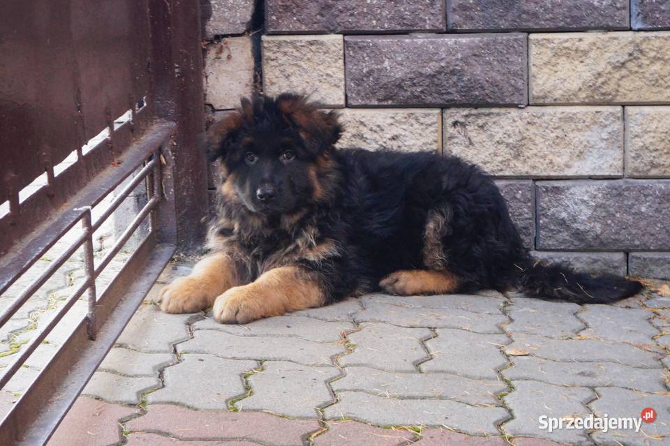 owczarek niemiecki szczeniak długowłosy z mazowieckie