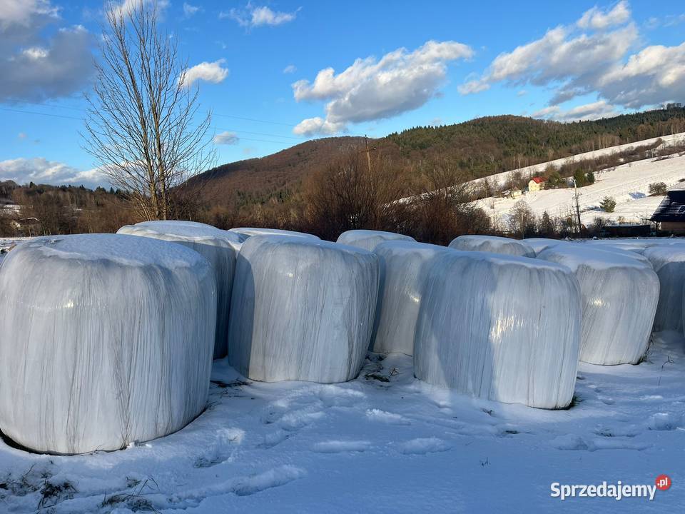 Sianokiszonka bele Łosie sprzedam