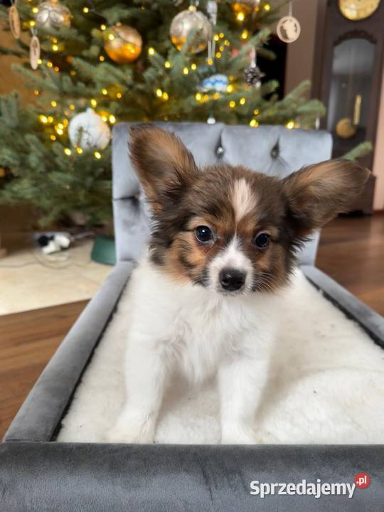 Papillon szczeniak Spaniel kontynentalny Dudki sprzedam