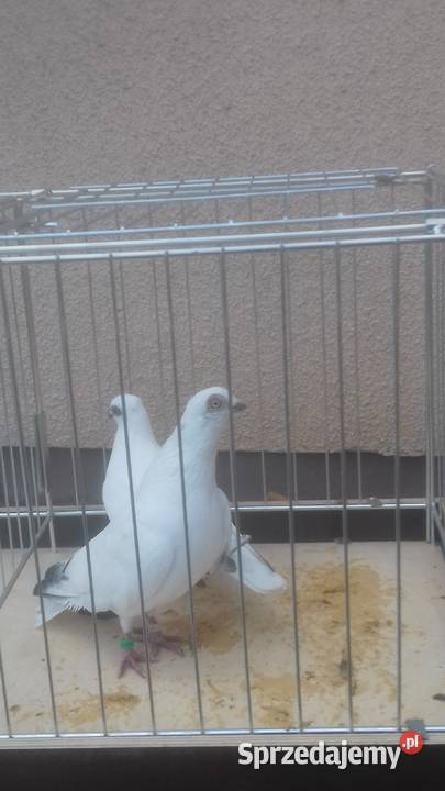 Gołębie rasowe ozdobne WINERKI Strzyżów