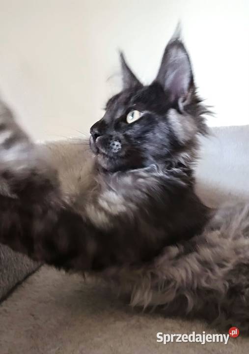 Phantome Noir wyjątkowy kocurek Maine Coon black Czempiń