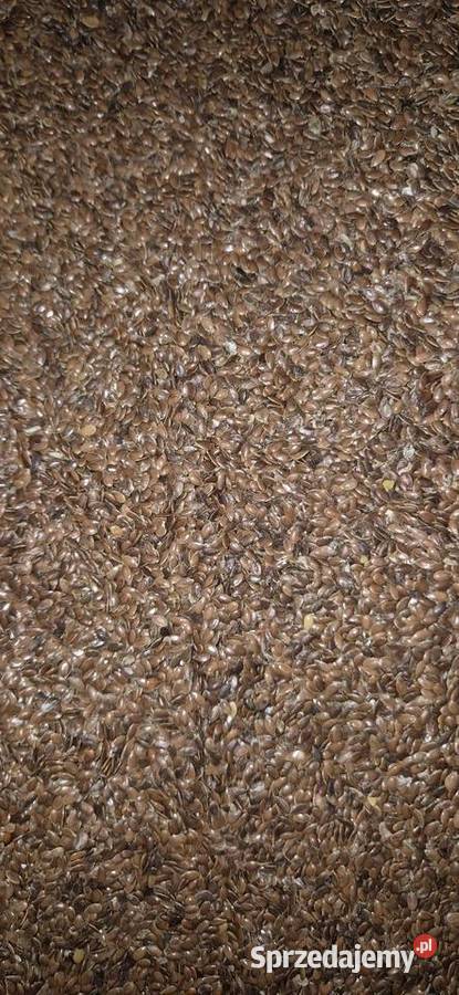 Siemię lniane z lnu włóknistego lubelskie Putnowice Wielkie