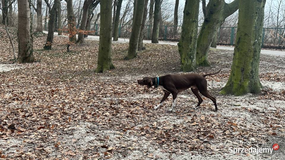 Reproduktor Pointer mazowieckie Marki