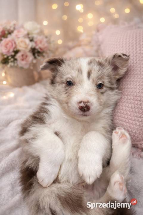 Szczeniak border collie piesek sprzedam