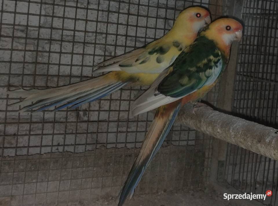 Rozele królewskie Wodzisław Śląski