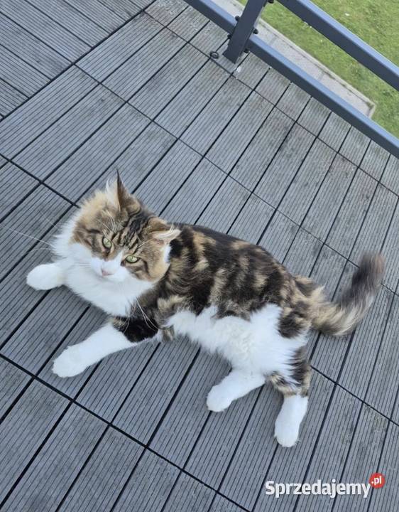 Maine Coon reproduktor