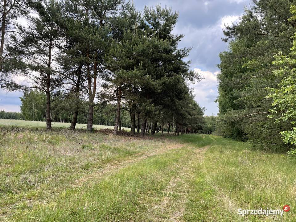 Działka z możliwością budowy domu 14 arów Sprzedaż mazowieckie Osiny sprzedam
