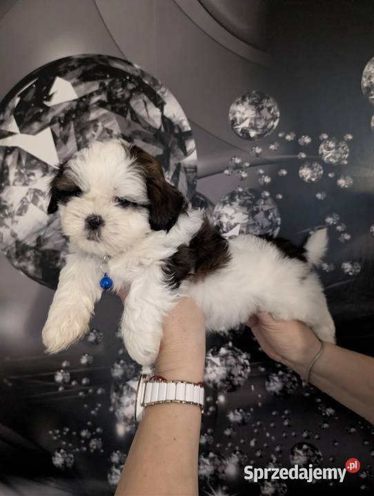 Szczenięta shih tzu z genem blue śląskie Zawiercie