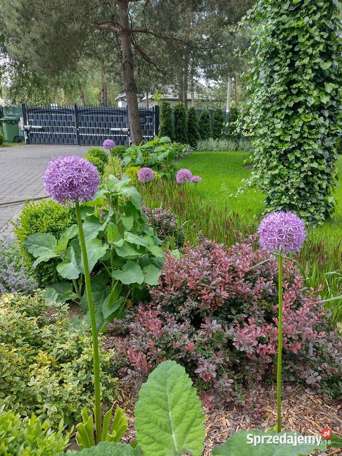 Rośliny z ogrodu Komornica