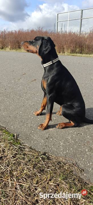 Newton Championie stabilny inteligentny z Doberman Lublin
