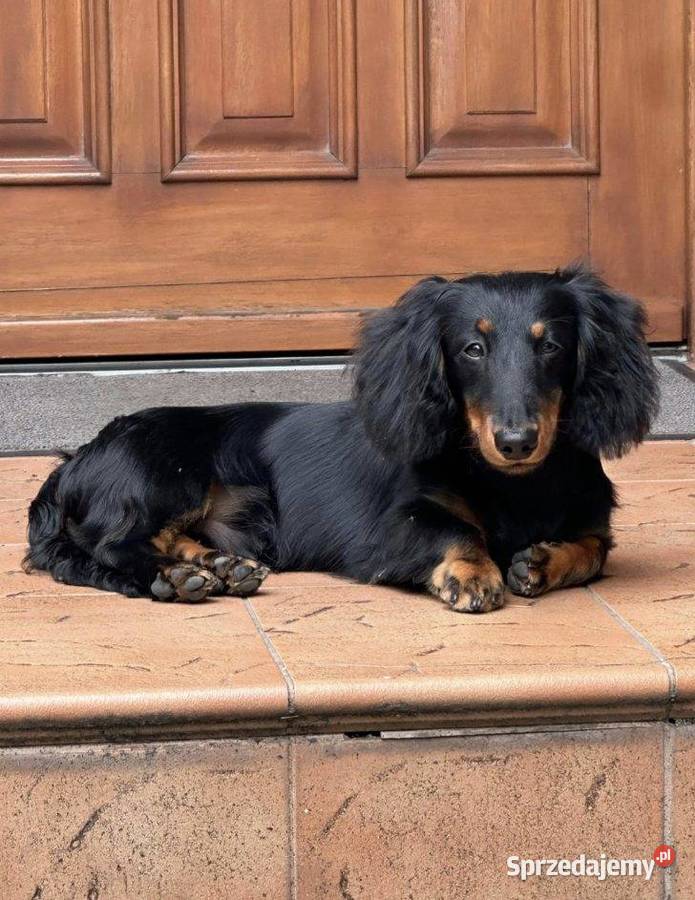 Jamnik miniaturowy długowłosy wielkopolskie Poniec