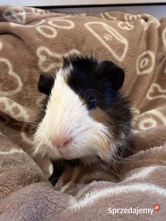 świnka morska cavia domowa SAMIEC sprzedam