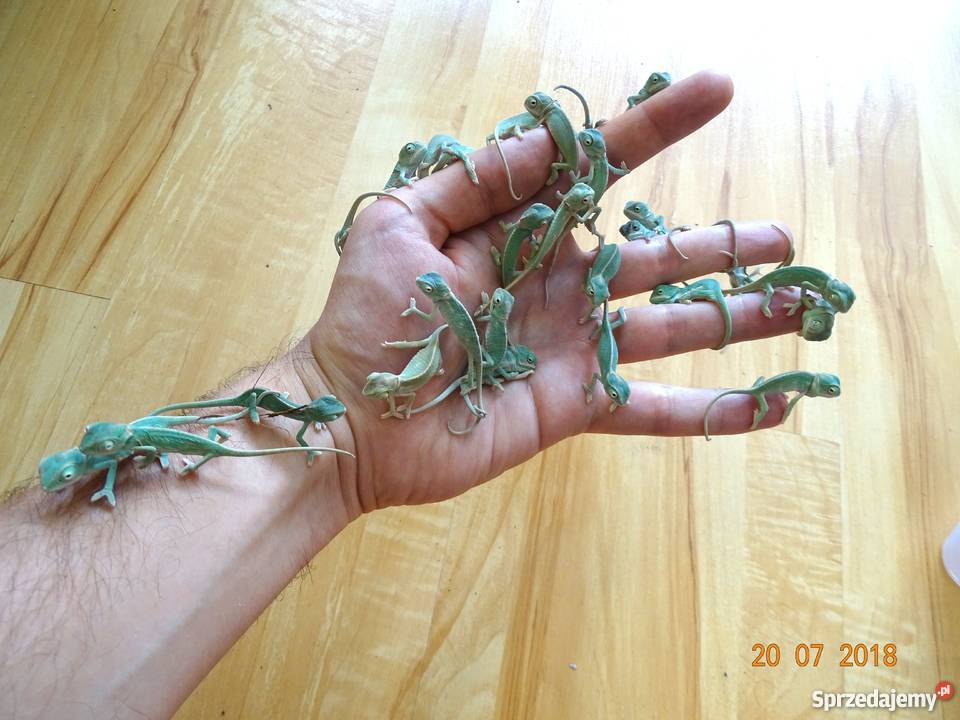 Młode Kameleony jemeńskie Łódź