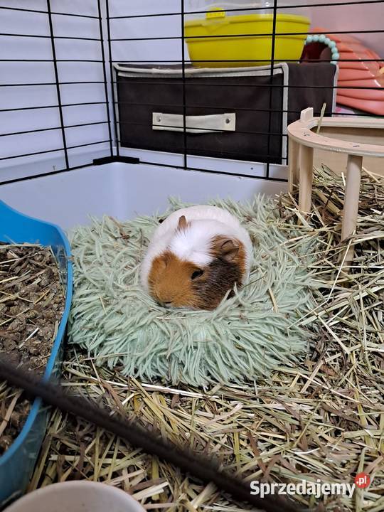 Oddam świnkę morską pomorskie Malbork