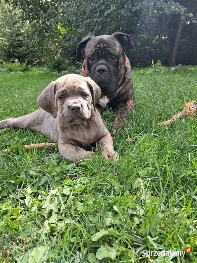 Urocze Cane Corso świętokrzyskie Ostrowiec Świętokrzyski sprzedam