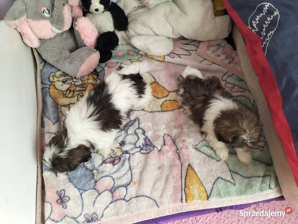 Shih tzu śliczne suczki Rzeszów sprzedam