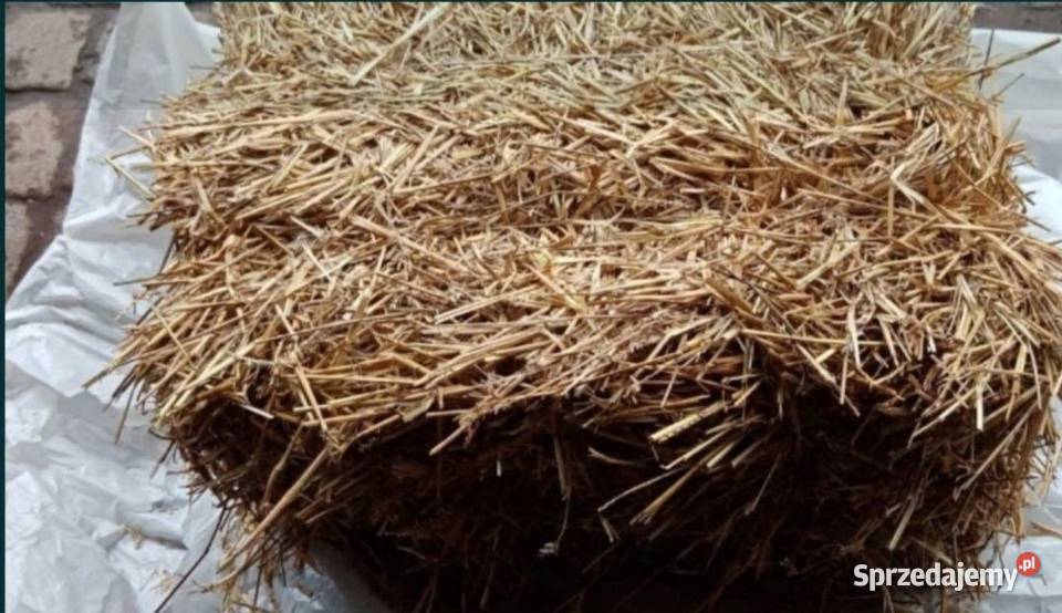 Sloma mała kostka zbiór 2025 Nowojowice sprzedam