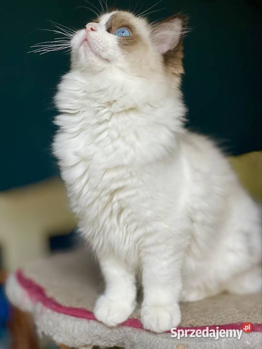 Młodziutka kotka do hodowli Częstochowa