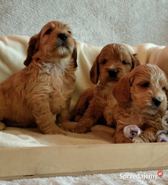 Cockapoo F1 pieski Spaniel Pudel Toruń