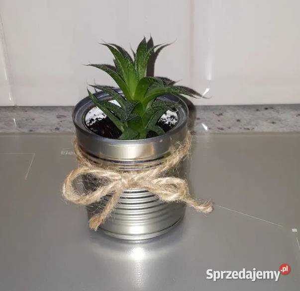 Aloes na prezent Warszawa