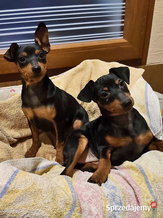 Pinczer miniaturowy Konin