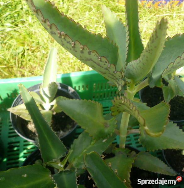 Żyworódka pierzasta lecznicza piękne rośliny eko Kołobrzeg