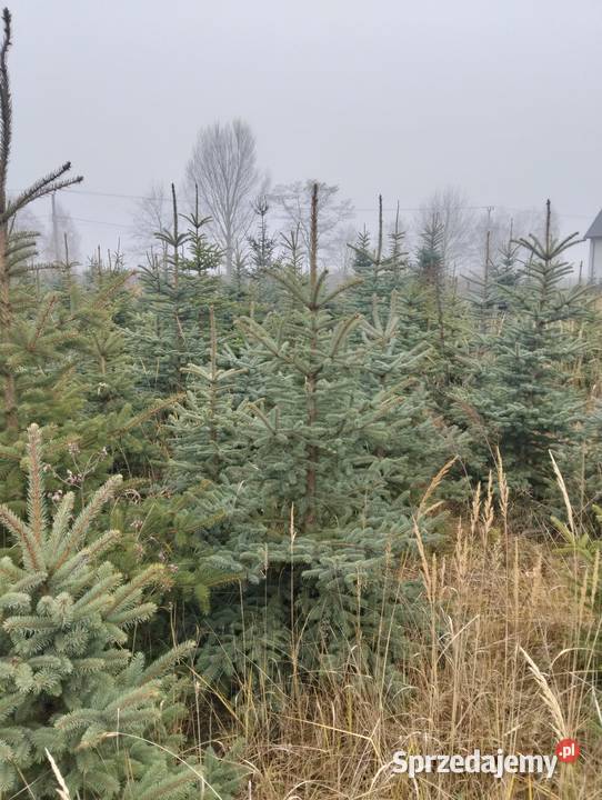 Świerk Srebrny hurt Grójec