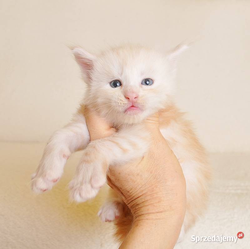 Śliczny kocurek Maine Coon LEGALNA HODOWLA Białystok