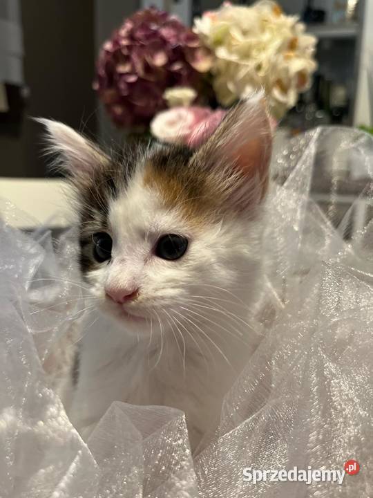 Maine Coon kocięta wielkopolskie Kalisz