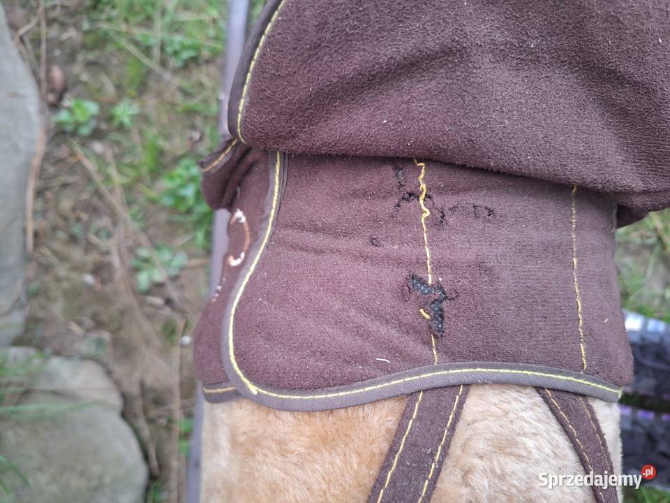 Konik na biegunach Kęty