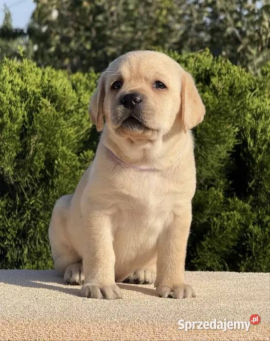 Piękny szczeniak labradora Szczecin