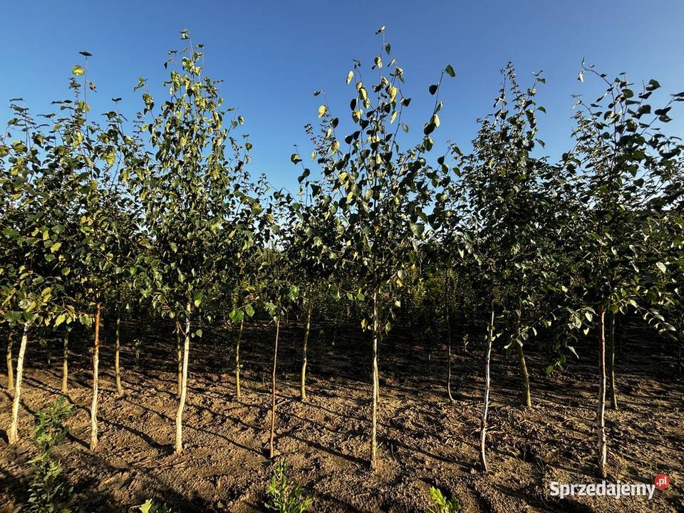 Drzewa alejowe lipa głóg śliwa brzoza klon grab Sompolno