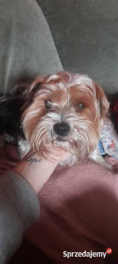 York shire terrier Częstochowa
