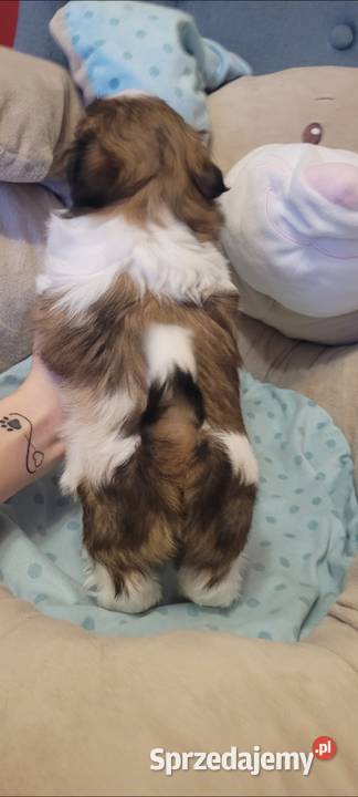 ShihTzu sunia Mokrsko