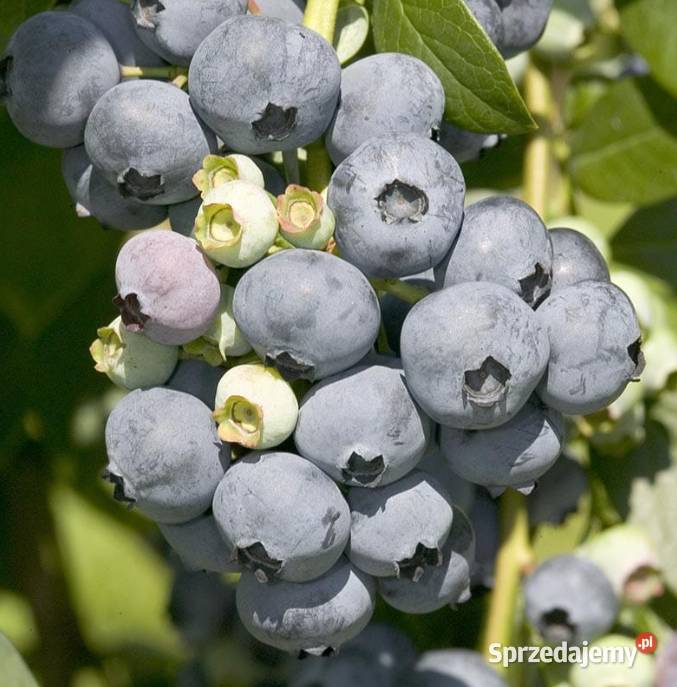 Borówka amerykańska słodka Knurów